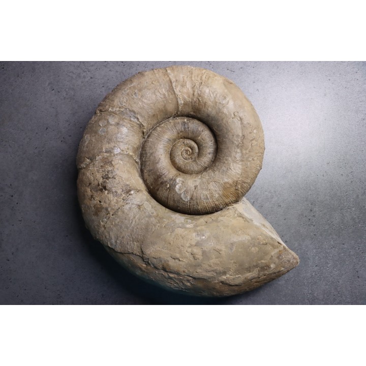 Lytoceras fimbriatum - Carixien - Fresnay le Puceux  - FRANCE