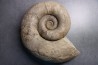 Lytoceras fimbriatum - Carixien - Fresnay le Puceux  - FRANCE