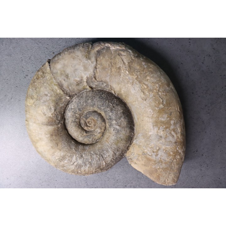 Lytoceras fimbriatum - Carixien - Fresnay le Puceux  - FRANCE