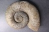 Lytoceras fimbriatum - Carixien - Fresnay le Puceux  - FRANCE