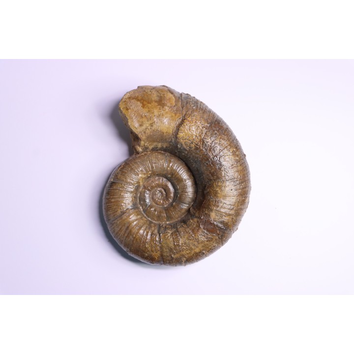 Lytoceras fimbriatum - Carixien - Pont Saint Vincent (54) FRANCE