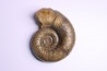 Lytoceras fimbriatum - Carixien - Pont Saint Vincent (54) FRANCE