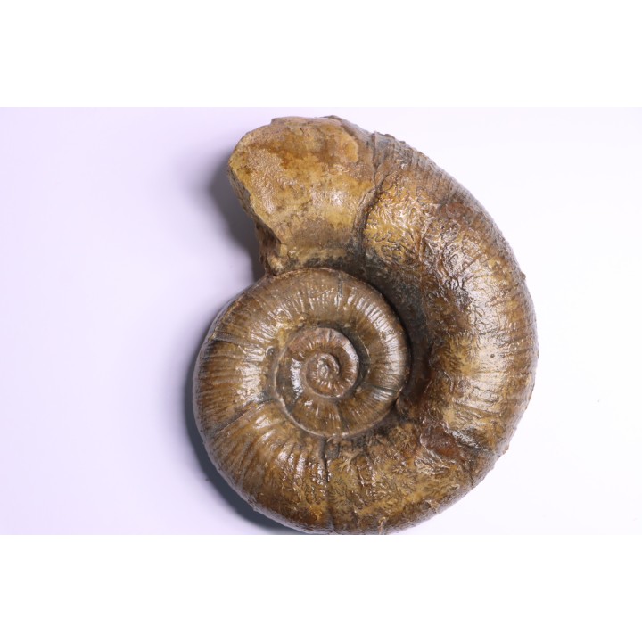 Lytoceras fimbriatum - Carixien - Pont Saint Vincent (54) FRANCE