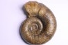 Lytoceras fimbriatum - Carixien - Pont Saint Vincent (54) FRANCE