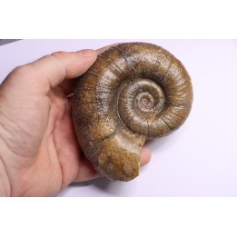 Lytoceras fimbriatum - Carixien - Pont Saint Vincent (54) FRANCE