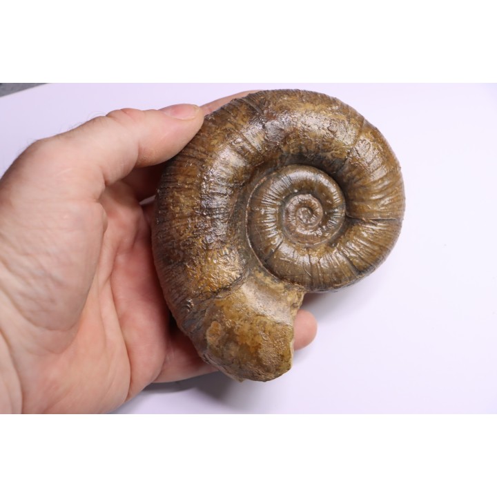 Lytoceras fimbriatum - Carixien - Pont Saint Vincent (54) FRANCE