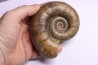 Lytoceras fimbriatum - Carixien - Pont Saint Vincent (54) FRANCE