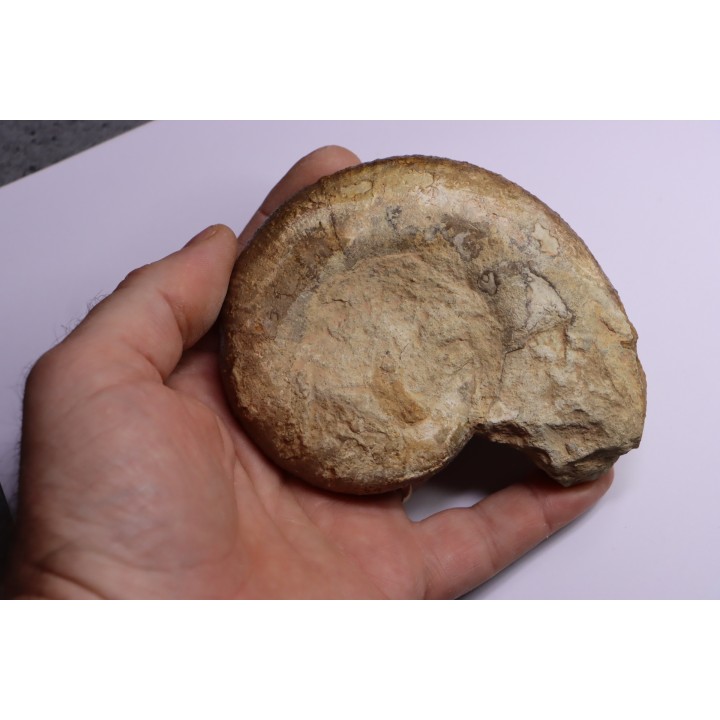 Lytoceras fimbriatum - Carixien - Pont Saint Vincent (54) FRANCE