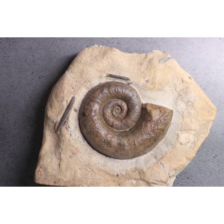 Lytoceras fimbriatum - Carixien - Ennery (57) FRANCE