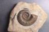 Lytoceras fimbriatum - Carixien - Ennery (57) FRANCE