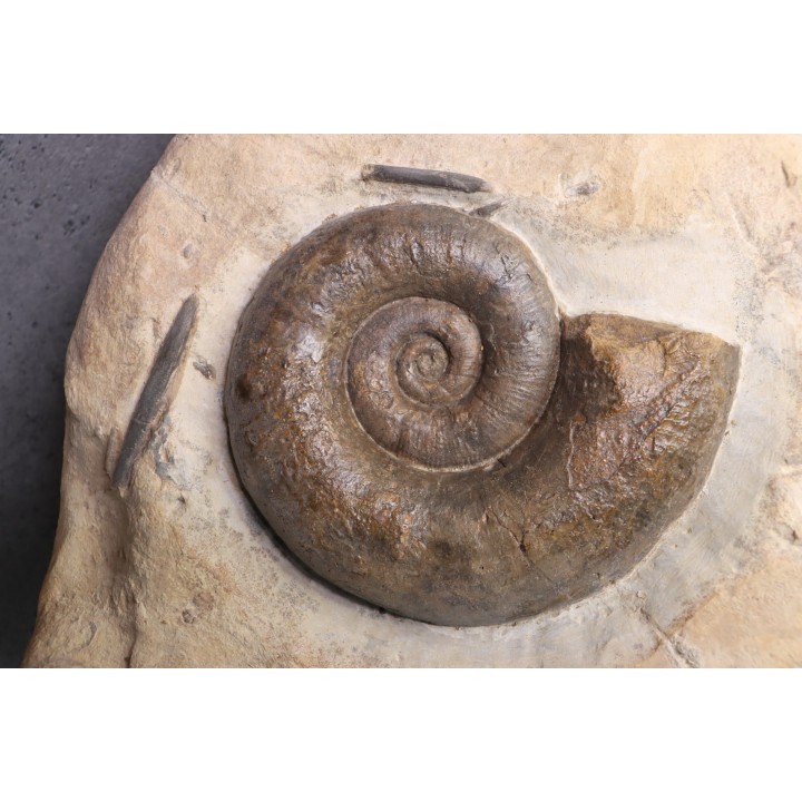 Lytoceras fimbriatum - Carixien - Ennery (57) FRANCE