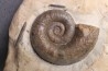 Lytoceras fimbriatum - Carixien - Ennery (57) FRANCE