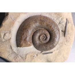 Lytoceras fimbriatum - Carixien - Ennery (57) FRANCE