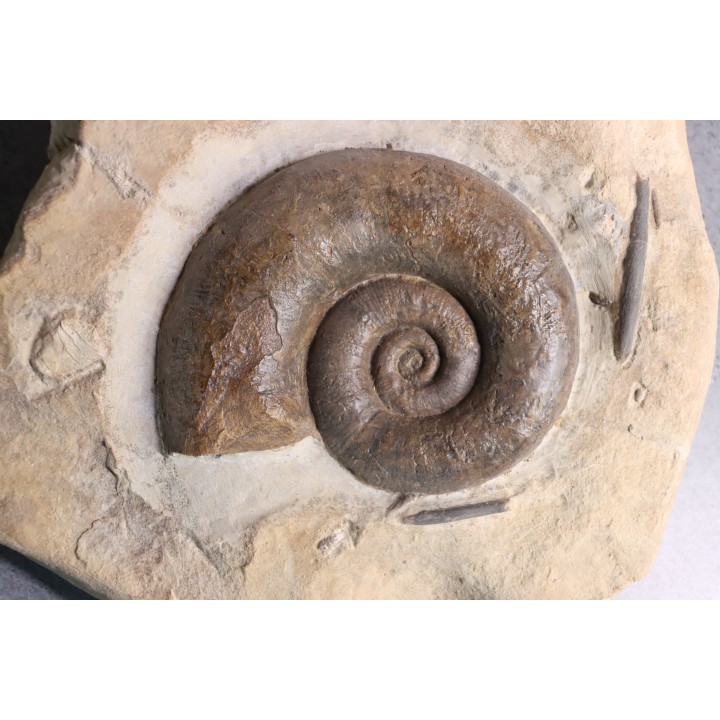 Lytoceras fimbriatum - Carixien - Ennery (57) FRANCE
