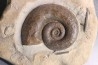 Lytoceras fimbriatum - Carixien - Ennery (57) FRANCE
