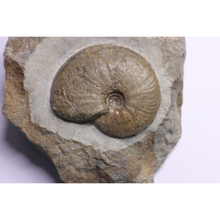 Gleviceras subguilbalianum - Sinémurien supérieur - Pulnoy,  FRANCE