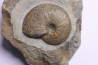 Gleviceras subguilbalianum - upper Sinemurian - Pulnoy, FRANCE