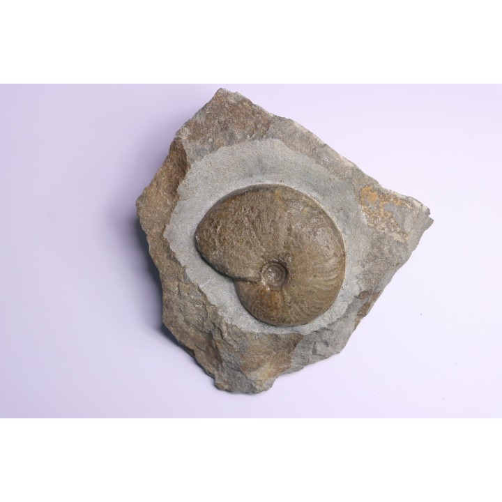 Gleviceras subguilbalianum - upper Sinemurian  - Pulnoy, FRANCE