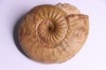 ERYCITES FALLIFAX
