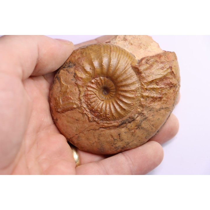 ERYCITES FALLIFAX