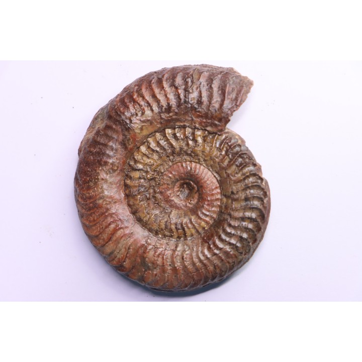 Grammoceras thouarsense - Toarcien - Belmont - FRANCE