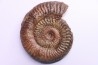 Grammoceras thouarsense - Toarcien - Belmont - FRANCE