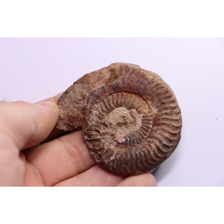 Grammoceras thouarsense - Toarcien - Belmont - FRANCE