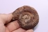 Grammoceras thouarsense - Toarcien - Belmont - FRANCE