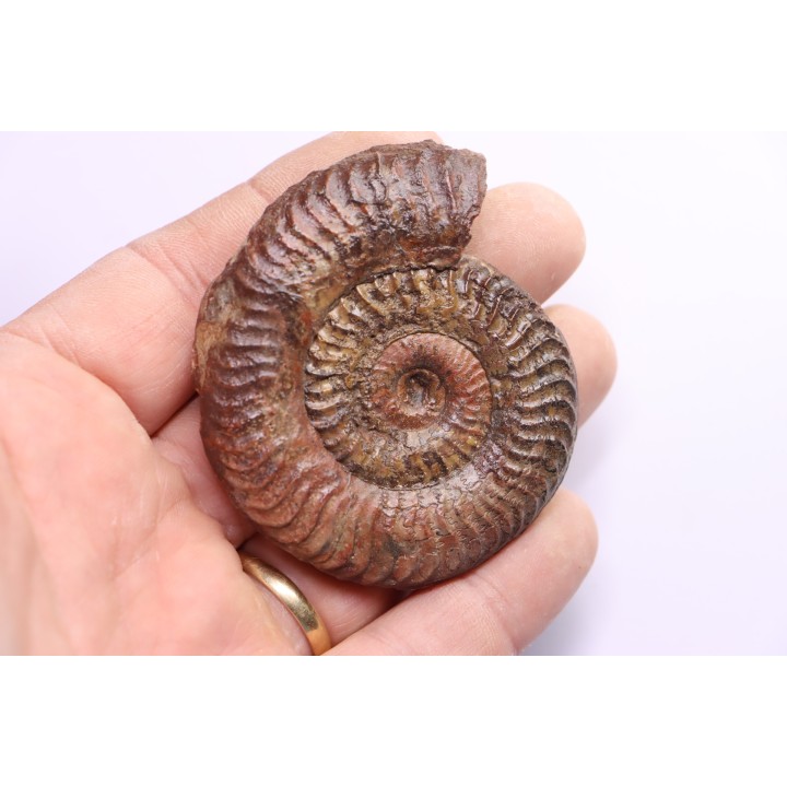 Grammoceras thouarsense - Toarcien - Belmont - FRANCE