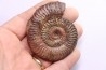 Grammoceras thouarsense - Toarcien - Belmont - FRANCE