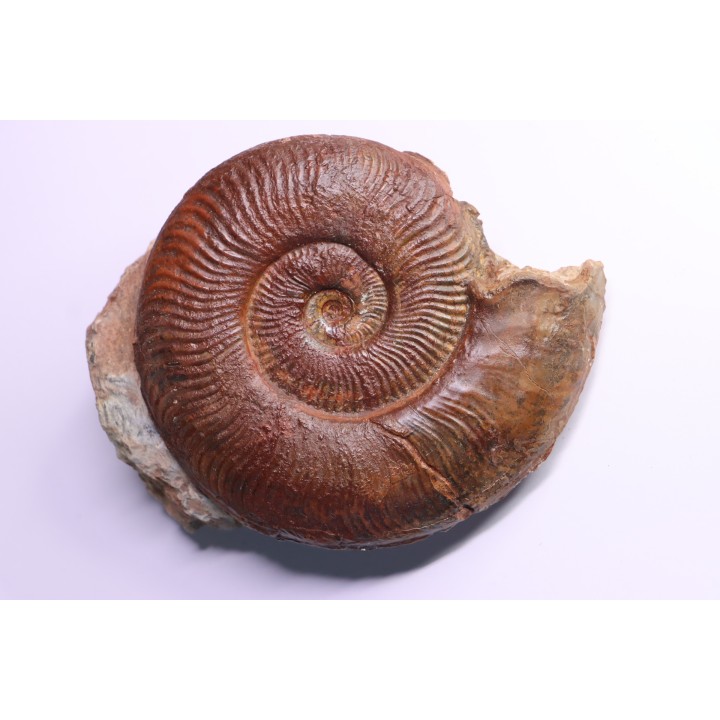 Pseudogrammoceras aff. fallaciosum - TOARCIEN - Carriere Belmont - FRANCE