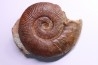 Pseudogrammoceras aff. fallaciosum - TOARCIEN - Carriere Belmont - FRANCE