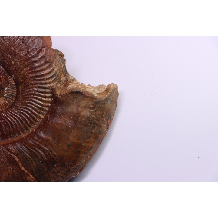 Pseudogrammoceras aff. fallaciosum - TOARCIEN - Carriere Belmont - FRANCE