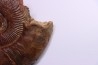 Pseudogrammoceras aff. fallaciosum - TOARCIEN - Carriere Belmont - FRANCE