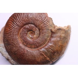Pseudogrammoceras aff. fallaciosum - TOARCIEN - Carriere Belmont - FRANCE