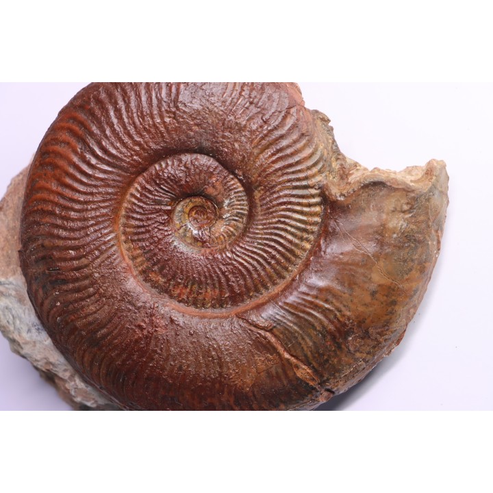 Harpoceras subplanatum - TOARCIEN - Carriere Belmont - LYON - FRANCE