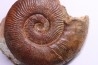 Harpoceras subplanatum - TOARCIEN - Carriere Belmont - LYON - FRANCE