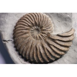 Hoplites dentatus - albien moyen - ancienne carrière Courcelles - France