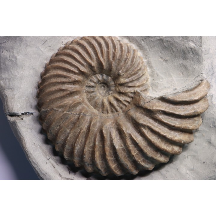 Hoplites dentatus - middle albian - courcelles quarry - Troyes - France