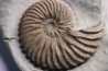 Hoplites dentatus - albien moyen - ancienne carrière Courcelles - France