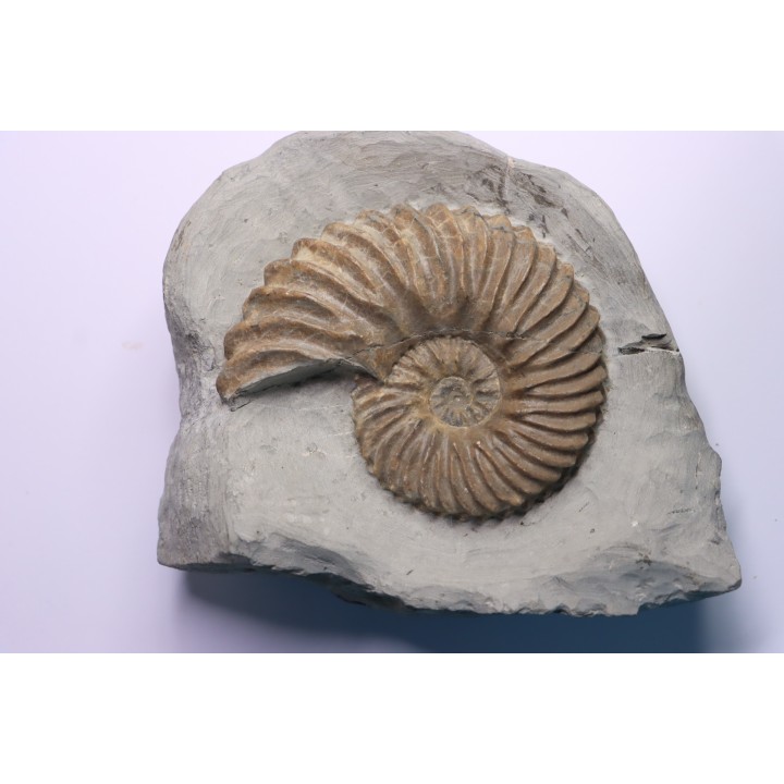 Hoplites dentatus - middle albian - courcelles quarry - Troyes - France