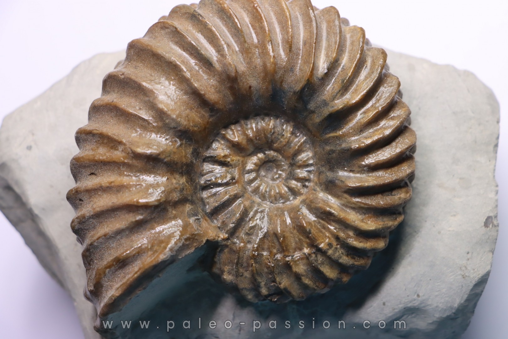 Hoplites benetianus - albien moyen - ancienne carrière Courcelles - Aube - France