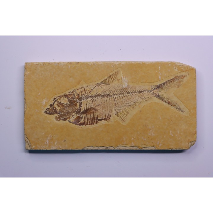 Diplomystus dentatus - Eocène - green river formation - Wyoming - USA