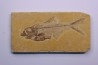 poisson fossile Diplomystus dentatus - WYOMING, USA