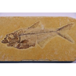poisson fossile Diplomystus dentatus - WYOMING, USA