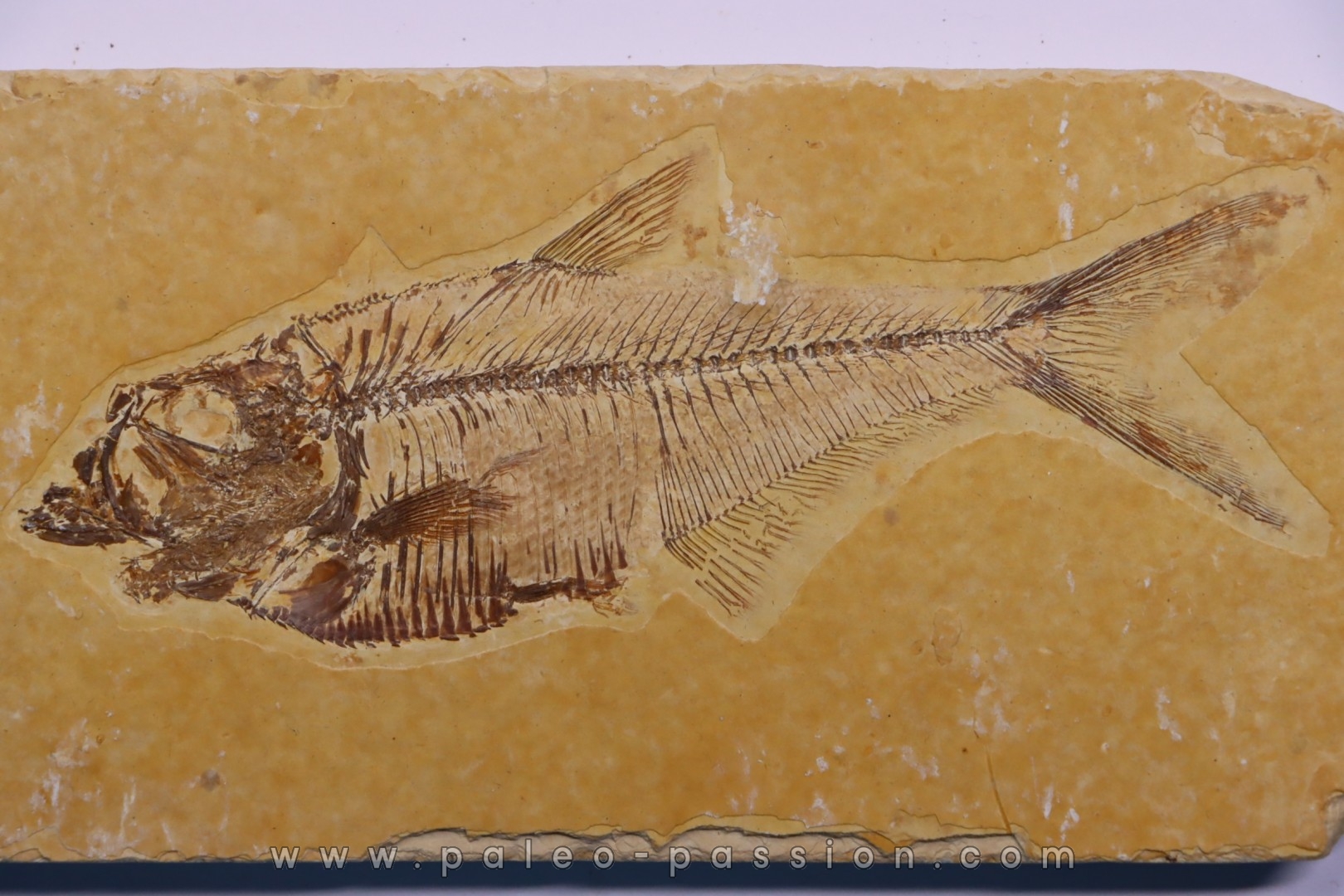 Diplomystus dentatus - Eocène - green river formation - Wyoming - USA