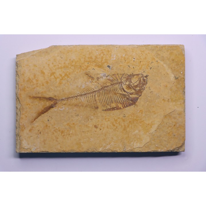 poisson fossile Diplomystus dentatus - WYOMING, USA