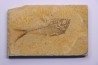 poisson fossile Diplomystus dentatus - WYOMING, USA