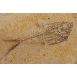 Diplomystus dentatus - Eocène - green river formation - Wyoming - USA