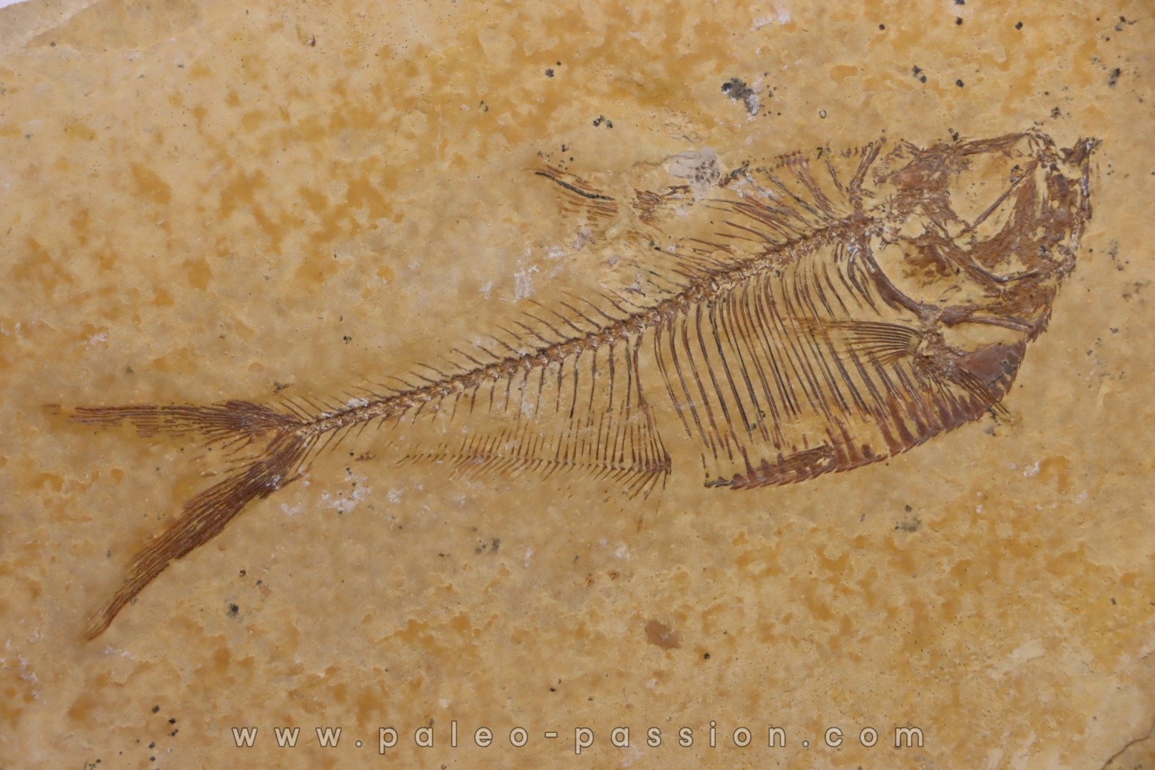 Diplomystus dentatus - Eocène - green river formation - Wyoming - USA